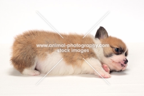 Welsh Pembroke Corgi puppy, lying down