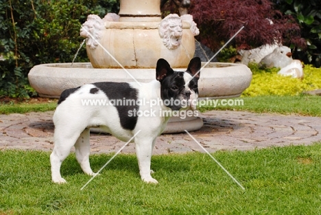 black and white French Bulldog