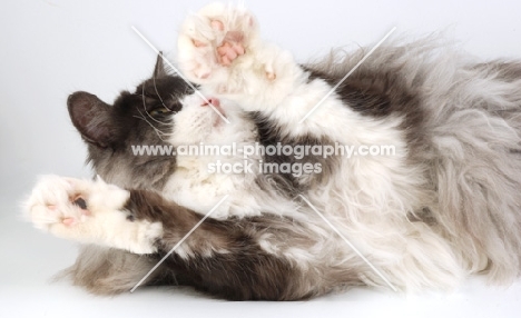 norwegian forest cat, black white and smoke 