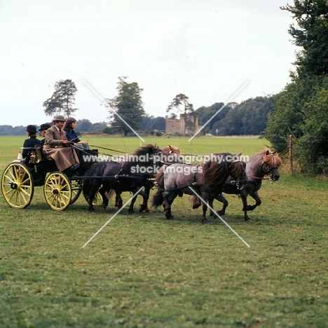 shetland pony team in driving competition