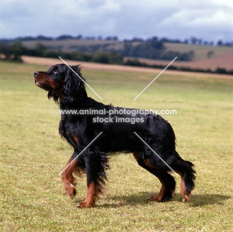 Gordon Setter on a countryside walk