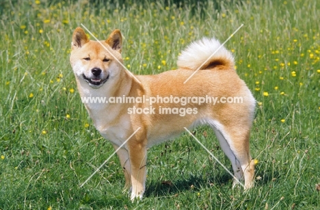 Shiba Inu, side view on grass