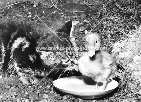 kitten smelling duckling