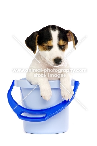 Jack Russell puppy in a blue bucket