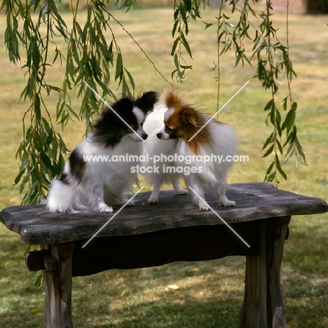 two papillons on table, right - ch caswell coppertiger, left - ch caswell carminetta