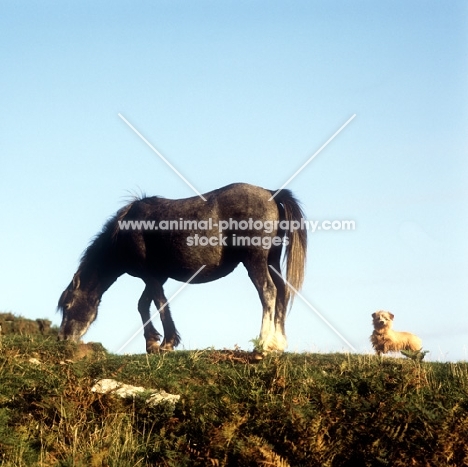 welsh mountain pony and norfolk terrier on hillside