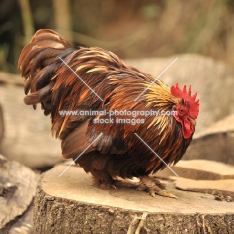 Pekin Bantam chicken