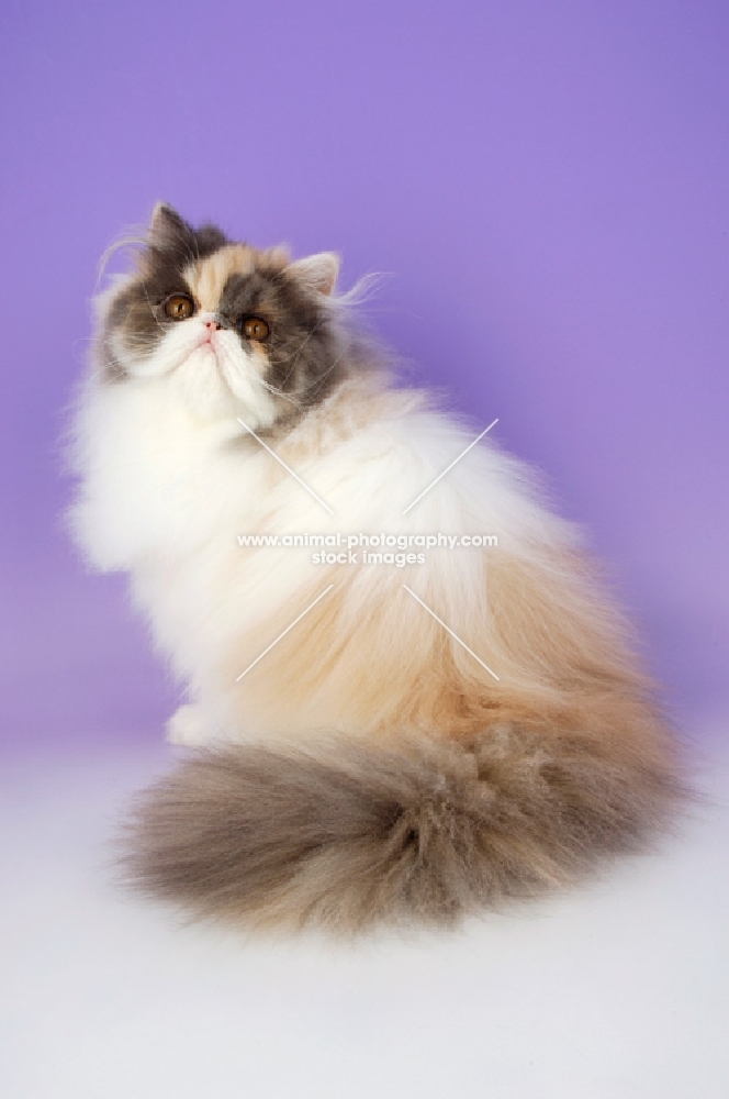 dillute tortie and white persian cat