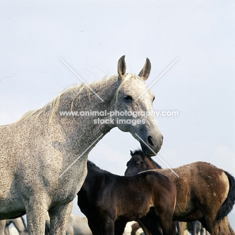 portrait  of a Lipizzaner mare with foals at szilvasvarad