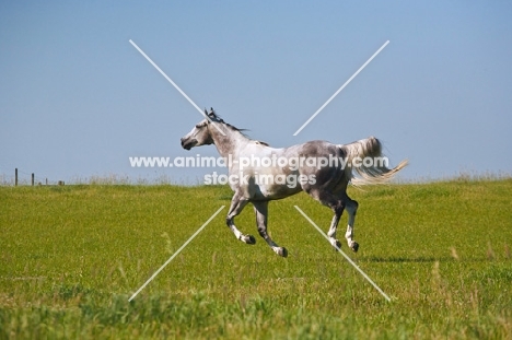 grey quarter horse running in field