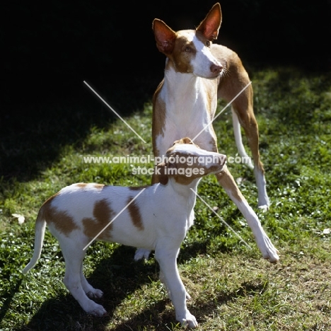 ch paran prima donna, ibizan hound and puppy looking up