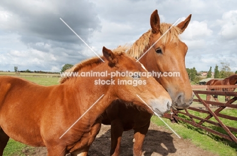 Two suffolk punch horses in green field