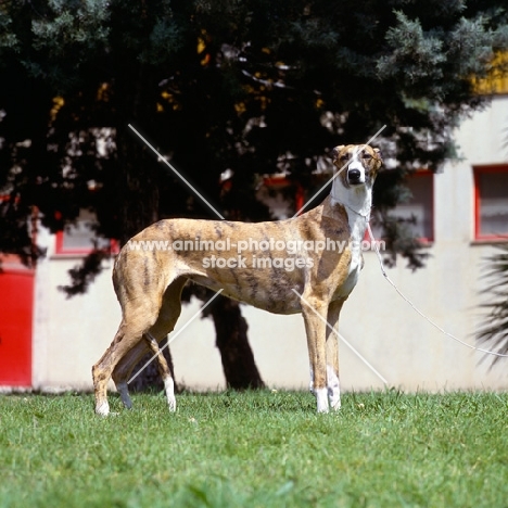duquesa, spanish galgo standing on grass