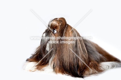 shih tzu lying, white background