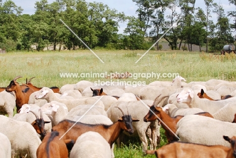 Old German Sheepdog running the border, sheep and goats