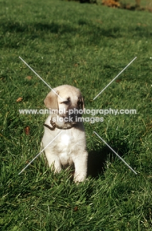 Kangal puppy