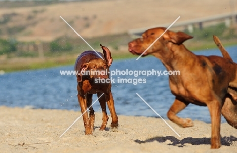 two Hungarian Vizsla