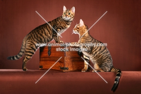 two Toyger cats