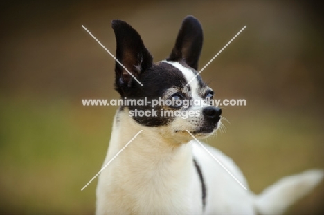 Black and white Chihuahua.