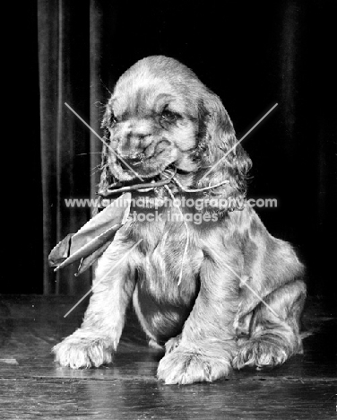English Cocker Spaniel puppy with popped balloon