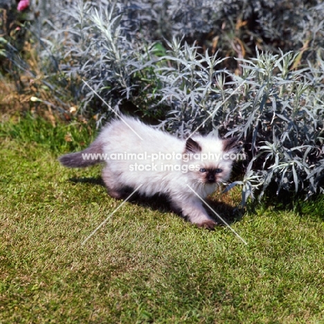 seal point colourpoint kitten striding along. (Aka: Persian or Himalayan)