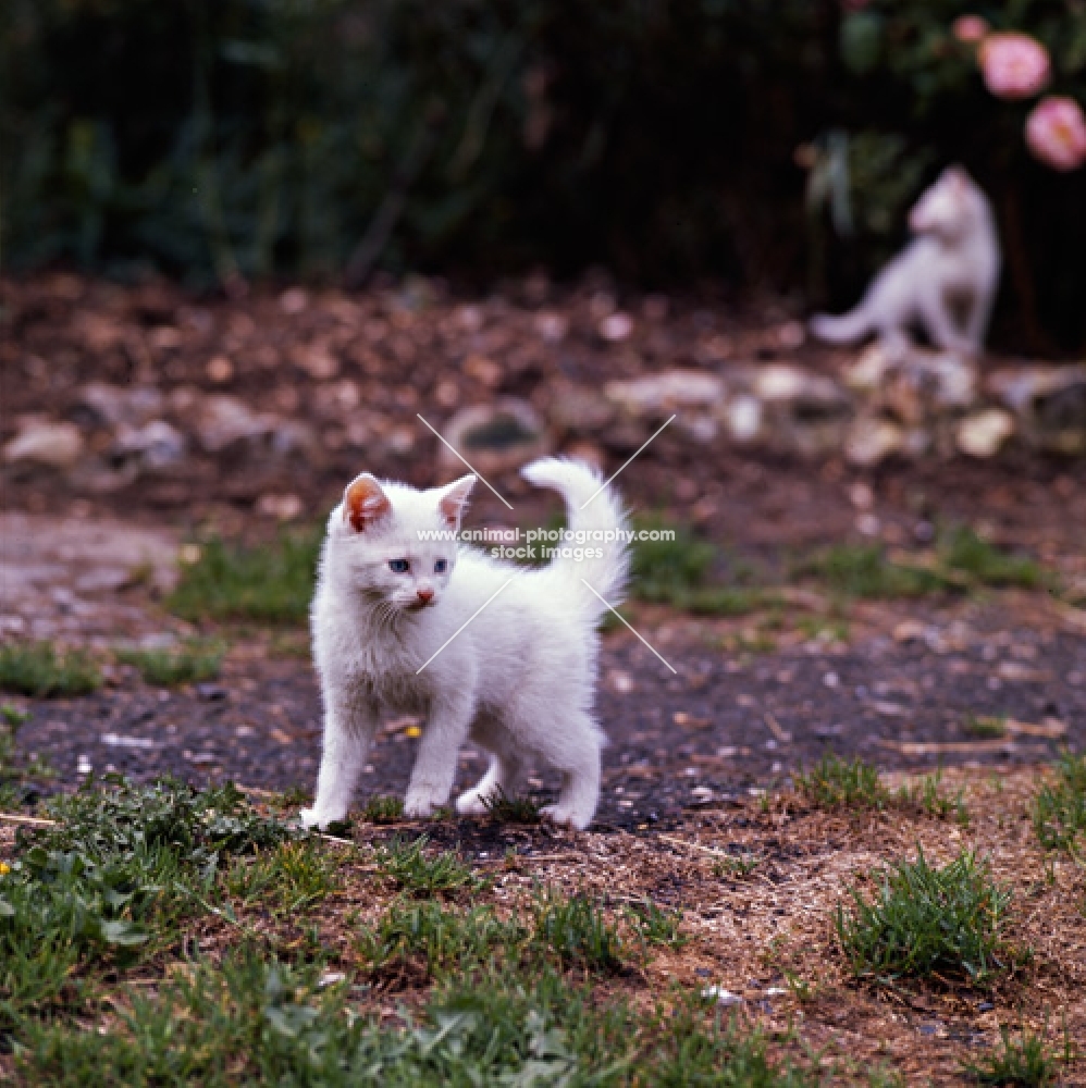 white kitten walking. blue-eyed white kitten
