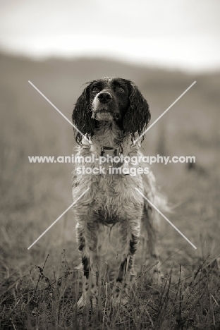 English Springer Spaniel standing in a field