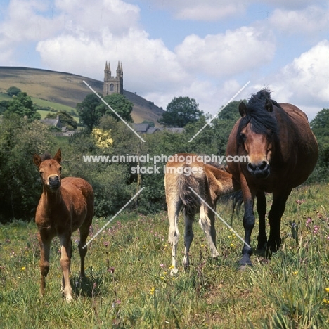 Dartmoor mare with two foals at widecome in the moor