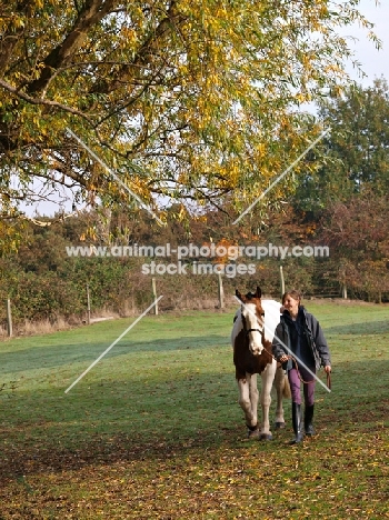 Owner walking Cob horse