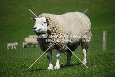 Texel ram