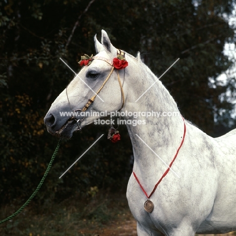 pion, orlov trotter, pion is the most influencial breeding stallion in the past 30 years