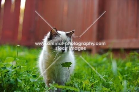 young Ragdoll cat in garden