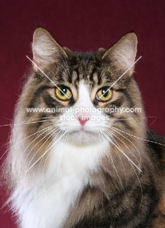 Norwegian Forest Cat, head study on burgundy background