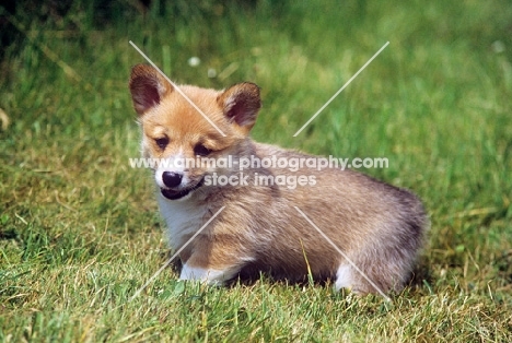 pembroke corgi puppy looking sweet