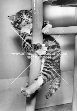 tabby kitten hanging from chair and smiling