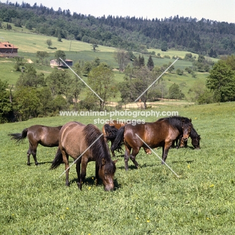 Group of grazing huzels in Polish countryside