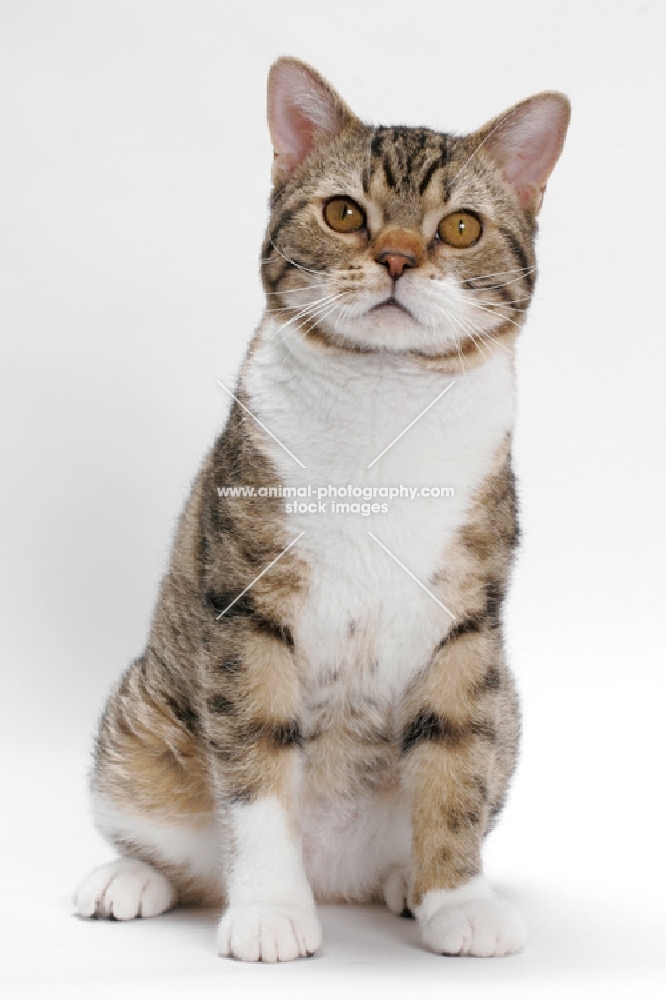 American Wirehair, Brown Mackerel Tabby & White, front view
