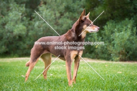 Kelpie standing on grass