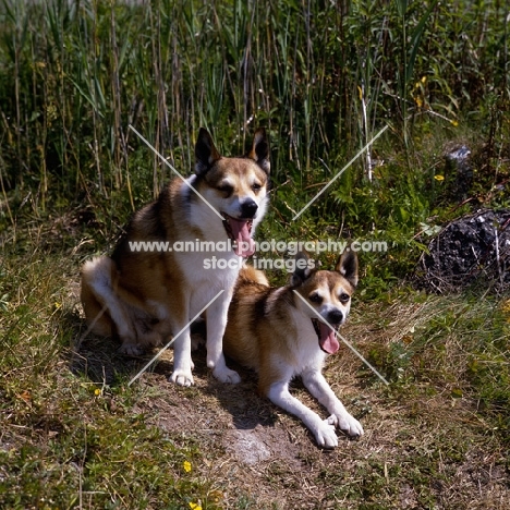 lundestuens festue, lundestuens jarnsakse, two lundehunds showing dewclaws 