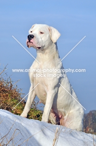 Dogo Argentino near snow