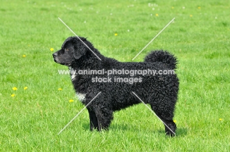 black Wetterhound, side view