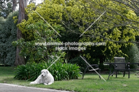 Maremma Sheepdog in garden