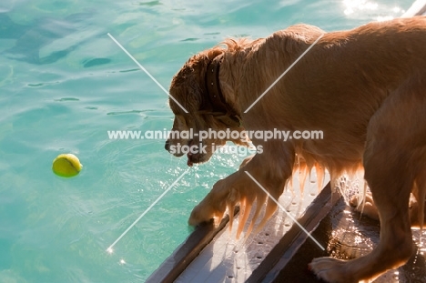 Golden retriever near swimming pool