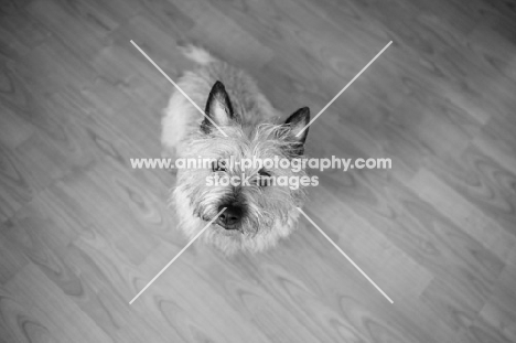 wheaten Cairn terrier sitting on hardwood floor.