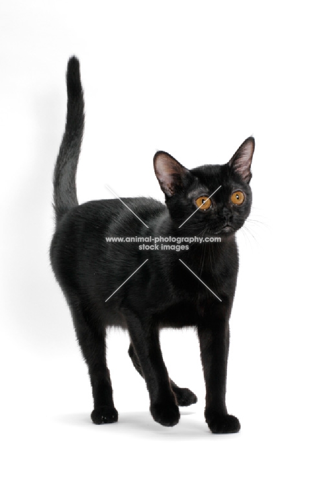 bombay cat