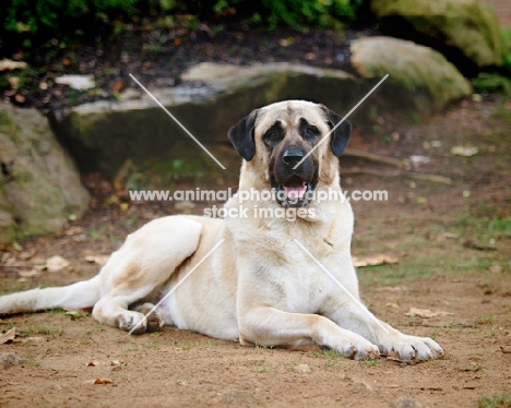 Anatolian Shepherd Dog lying on ground