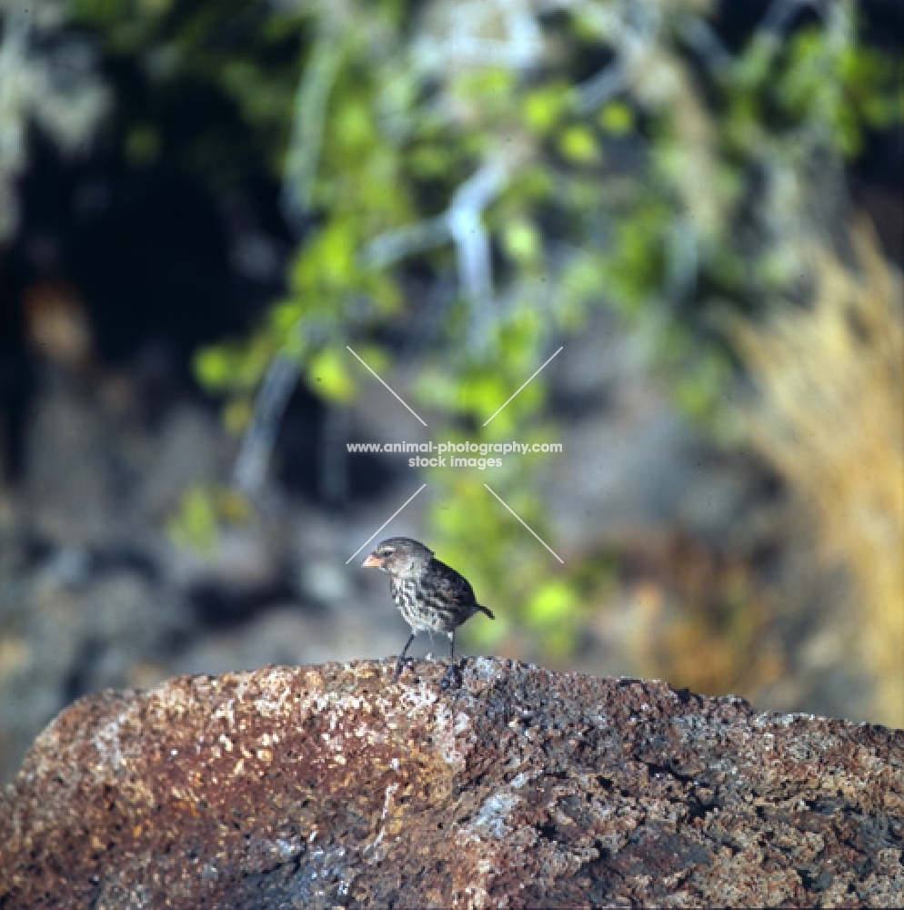 finch on rock, south plazas island, galapagos islands