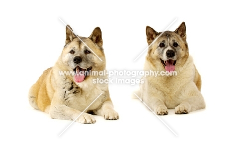 Large Akita dogs lying isolated on a white background