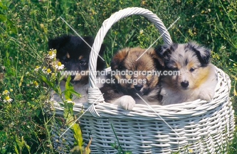 Shetland sheepdog puppies in basket, (colours: tricolour, sable, blue merle)