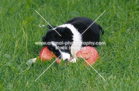 border collie puppy chewing straw hat